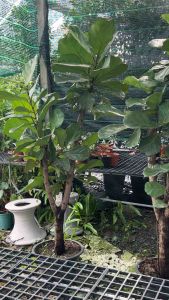 สองเมตร จัดไป ส่ง #โรงแรม ตั้งปุ๊ปสวยปิ้ง ไม่เน่นมินิมอล เน้นมินิมอบ 🙏🏻❤️❤️❤️ ปลูกปั๊ปโตปุ๊ป ราคาดีงาม #ไทรใบสักต้นใหญ่ 1.8-2.เมตร สนใจความสวย ร่มเงา ชื่นใจ ให้ทัก ไม้ใหญ่แบบดี มีจำนวนจำกัด