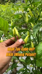 Benih Cabe Rawit JABLAI 1750 butir / 10 Gram