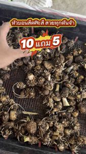 หัวบอนสีคละ  10 หัว แถม 5 หัว สายพันธุ์สวย ๆ คัดพิเศษจากสวน