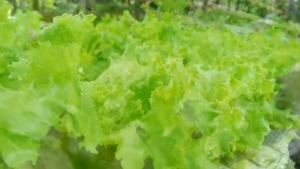 Bibit Biji Selada Unggul Siap Tanam premium kemasan ekonomis