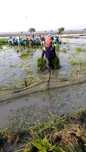 BENIH PADI ZIZANIA SUPER UNGGUL BERKUALITAS ORIGINAL 1KG