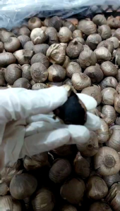 Tỏi  đen  Cô Đơn (hộp  500gngon Bùi ngọt  dẻo  .. )