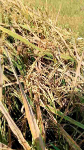 Benih Padi Berkualitas Tinggi: Mengenal Jenis Cupat Mangu Asli