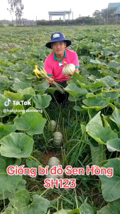 Hạt giống bí đỏ tròn Sh123 sen hồng gói 10gam.