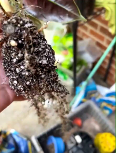 Alocasia azlanii หัวพันธุ์ขนาดเล็กเหมาะแก่การสะสมส่งชำในถ้วยอบอย่างดี