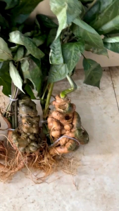 500gam Sâm Ngọc Linh cả lá[Lai Châu]