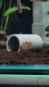 Peacock Gudgeon Goby (Tateurndina ocellicauda) Freshwater Ornamental Fish Planted Tank Aquarium