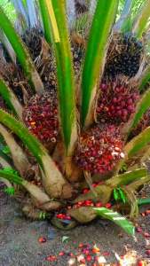 Dodos Sawit Kls Palm King Pro Tanpa Asah Super Tajam Original Malaysia