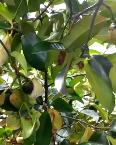 Bibit Manggis Super: Mengenal Tanaman Berkualitas Tinggi