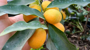 ต้น ส้มกิมจ้อ กิมจ้อ กัมควอท Kumquat (แบบเสียบยอด) ทานได้ 2 แข็งแรงรากเดินดี พร้อมติดดอกออกผล