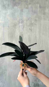 Daun Anggrek Latex Artificial: Pemanis Ruangan yang Tahan Lama