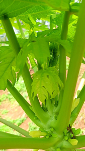 Sayur Segar Bugar pucuk pepaya 250 Gram Siap Kirim