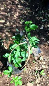 bibit buah markisa merah | manis | sudah berbuah