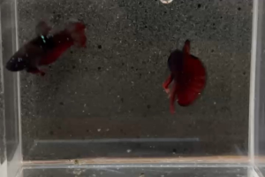 Premium Avatar Vampire Betta Fish Pair (Male + Female HMPK) - High Quality A Grade Breeding Pair | Living Fish