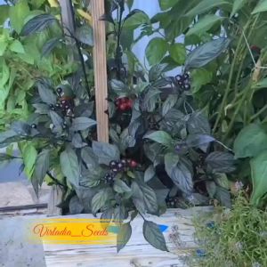 [Virladia Seeds] Biji Benih tanaman Cabe unik Black Pearl