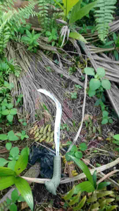 gaet arit rumputalat membabat rumput pisau rumput