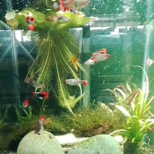 GPS Red Head Koi Guppy Per Pair