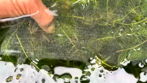 Hornwort Aquatic Plants in Tub for Aquarium Use - Green Fresh Dense Natural Suitable for Aquariums