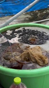 น้ำหมักใบหูกวางสูตรเข้มข้น 100 % ( สูตรไม่ผสมเกลือ ) อามิ อามิ ชุดทำน้ำเขียว สาหร่ายคลอเรลา ไรแดง ไรแดงมาโครโคปา ไรสยาม