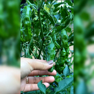 BENIH CABE JAPAN SHISHITO (KEMASAN ORIGINAL)