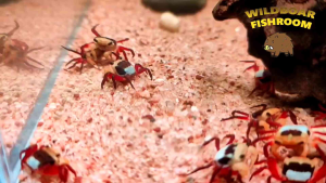 Tricolor Borneo Crab | Lepidothelphusa menneri | Live Fish