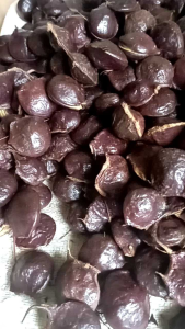 JENGKOL MUDA MENTAH 1KG. JENGKOL SEGAR