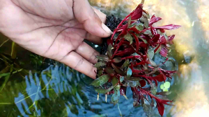 Tanaman Aquascape Glandulosa Media Lempeng