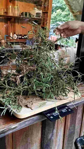 ไมยราพ ต้นขุดสด+ราก+ดอก+ใบ