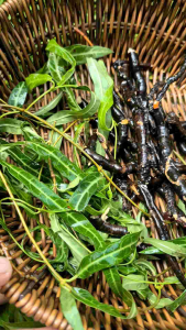 พญารากหอมอบแห้งทั้งชุดต้นรากใบ(บรรจุ20กรัม)