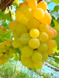 Bibit Anggur Import Dixon Grafting Valid Murah Berkualitas