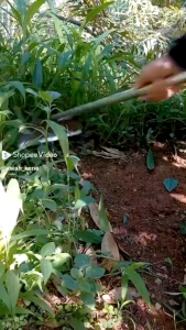Cangkul gulma garuk rumput