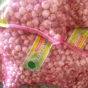 GROSIR BAWANG PUTIH BIASA  BOMBAY MERAH KATING 1 KILO TERMURAH HARGA GROSIR HONAN SUDAH DIKUPAS BERSIH terlaris  bumbu dapur bawang bumbu pelengkap masakan bisa bayar COD
