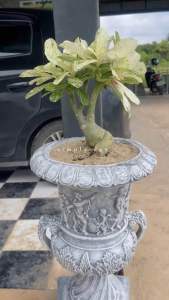 ฐานวางโรมัน เสาวางกระถาง (กดสั่งซื้อ 1 ชิ้น / 1 ออเดอร์)