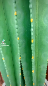 Kaktus Tinggi 1 meter fullset