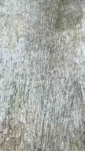 CLORISMEN ACNE SERIES: Solusi untuk Menyamarkan Bekas Jerawat & Krim Penghilang Jerawat