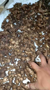Jahe emprit fresh 1 kg stok selalu baru