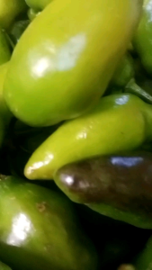 JUAL CABE GENDOT SEGAR ISI 500 GR