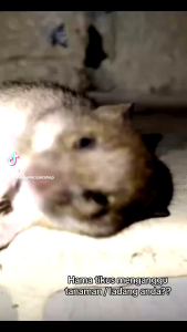 Jual LIBAS 1 LITER - BELI 5 GRATIS 1 Pestisida Insektisida Pembasmi Hama Tanaman Racun Tikus Belalang Ulat Burung Tanaman Sehat Subur