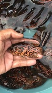 Hiasan Aquarium Oscar Leopard Goodmarking