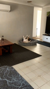 Tempat Tidur Anabul Bentuk Bulat Ukuran 90x90 Buat Kucing/Doggie