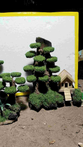 bonsai hadrcape hiasan akuarium dekorasi aquascape