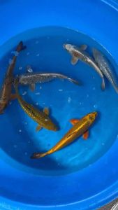 Japan koi 25-30cm from Marusei Farm ( Mukashi Ogon  Ginrin Chagoi  Ginrin Soragoi )  RM688 per koi + shipping RM60