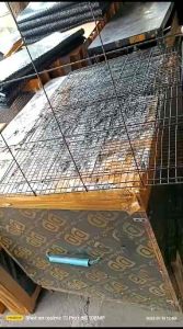 KANDANG KUCING SUGAR GLIDER KELINCI BURUNG TUPAI IGUANA Free 2 Tempat Makan SIZE L 60x40x40 CM