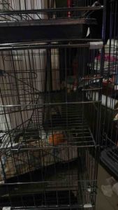 KANDANG KUCING TINGKAT 3 RODA SIZE L 95x60x42 CM