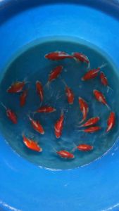 JAPAN TAMASABA KOI 10-12cm from YAMASAN Farm  3pcs COMBO at RM888 only