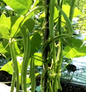 BIJI | BENIH KACANG BUNCIS RAMBAT | MENJALAR  F1