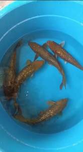 GINRIN CHAGOI 35cm from MARUSEI FARM  688 per koi