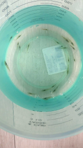 Reject Neocaridina Shrimp /Denticulata