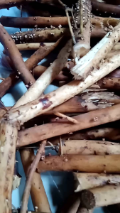 akar buah pinang/jambe asli baru di petik 300g akar pinang obat herbal tradisional terpercaya