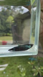 พ่อพันธุ์50% ผิวต่ำ VIP.หัวใจพลีชีพ รับประกันความทน รับประกันตรงปก เก่งโครต